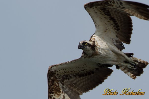 Osprey　　　※ Canon EOS-1D Mark IV + EF400 F2.8L IS II USM + EXTENDER EF1.4×III　(M-Mode F5.6 ISO125 SS1/1000)