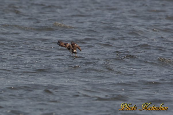 Osprey　　　※ Canon EOS-1D Mark IV + EF400 F2.8L IS II USM + EXTENDER EF1.4×III　(M-Mode F5.6 ISO250 SS1/1000)