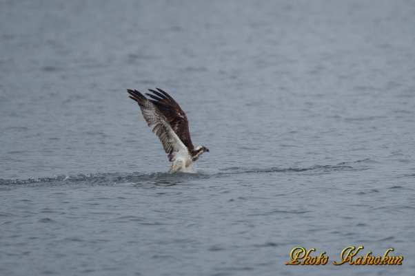 Osprey　　　※ Canon EOS-1D Mark IV + EF800 F5.6L IS　USM　(M-Mode F5.6 ISO400 SS1/1000)