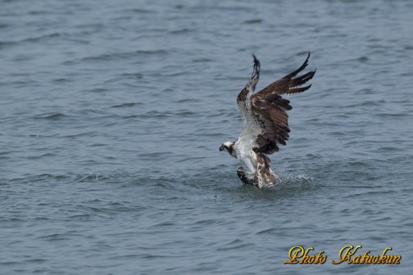Osprey　　　※ Canon EOS-1D Mark IV + EF800 F5.6L IS USM　(M-Mode F8  ISO320 SS1/1250)