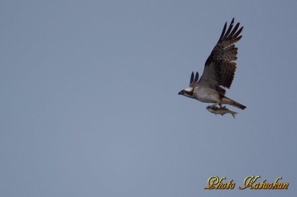 Osprey　　　※ Canon EOS-1D Mark IV + EF800 F5.6L IS USM　(M-Mode F5.6 ISO200 SS1/800)