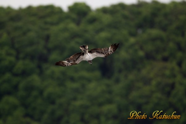 ミサゴ　Osprey　　　※ Canon EOS-1D Mark IV + EF400 F2.8L IS II USM + EXTENDER EF1.4×III　(M-Mode F4 ISO400 SS1/1000)