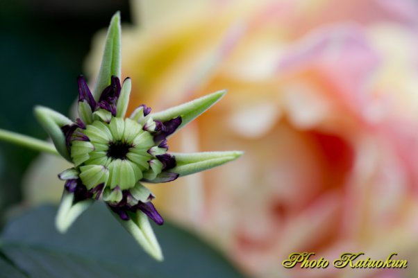 ※ビエネッタ　Clematis Bienetta 