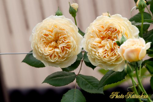 クラウン・プリンセス・マルガリータ　(ER) Crown Princess Margareta 