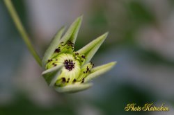 クレマチス　ビエネッタ　(Clematis Bienetta)