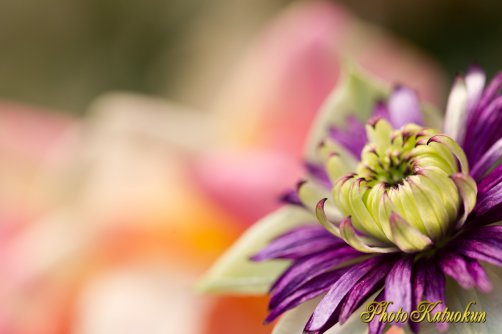 クレマチス　ビエネッタ　(Clematis Bienetta)