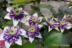 クレマチス　ビエネッタ　(Clematis Bienetta)