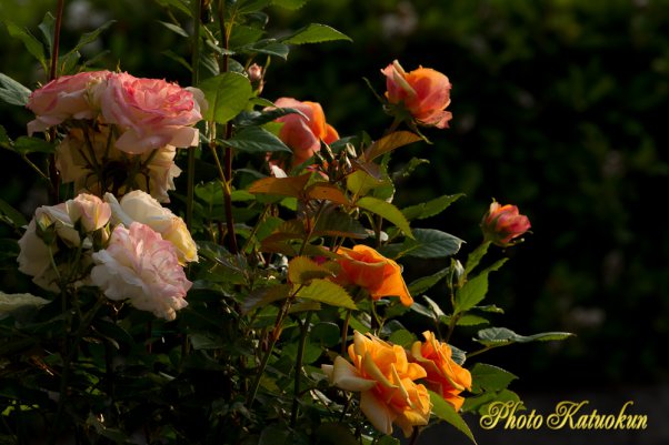 Rose of morning 