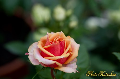 Orange color Rose