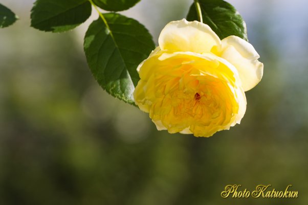 ※ハッピー・チャイルド　Happy Child （EF100 F2.8L Macro IS USM）