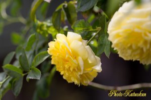 ハッピー・チャイルド　Happy Child （EF100 F2.8L Macro IS USM）