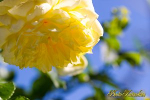 ハッピー・チャイルド　Happy Child （EF100 F2.8L Macro IS USM）