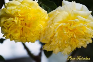 ハッピー・チャイルド　Happy Child （EF100 F2.8L Macro IS USM）