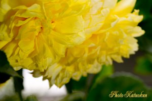 ハッピー・チャイルド　Happy Child （EF100 F2.8L Macro IS USM）