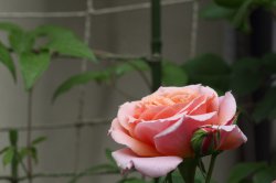 フランシス　ブレーズ　Francis Blaise (Guillot Roses)