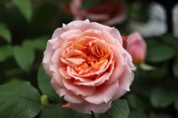 フランシス　ブレーズ　Francis Blaise (Guillot Roses)