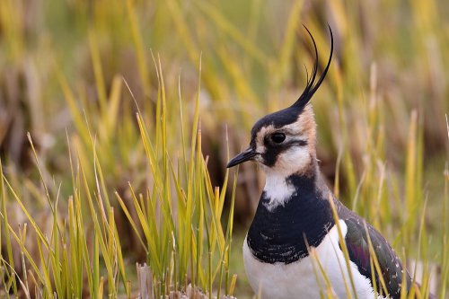 タゲリ Northern lapwing