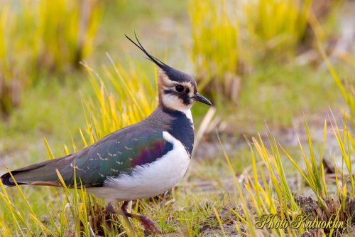 タゲリ Northern lapwing