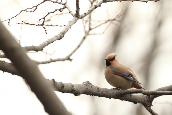 ヒレンジャク Japanese Waxwing  EF540