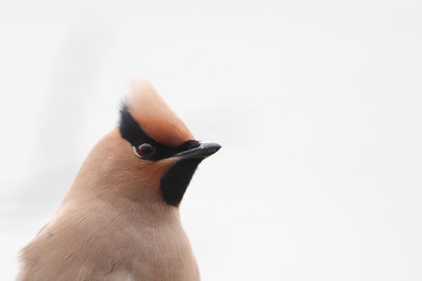 ヒレンジャク Japanese Waxwing 