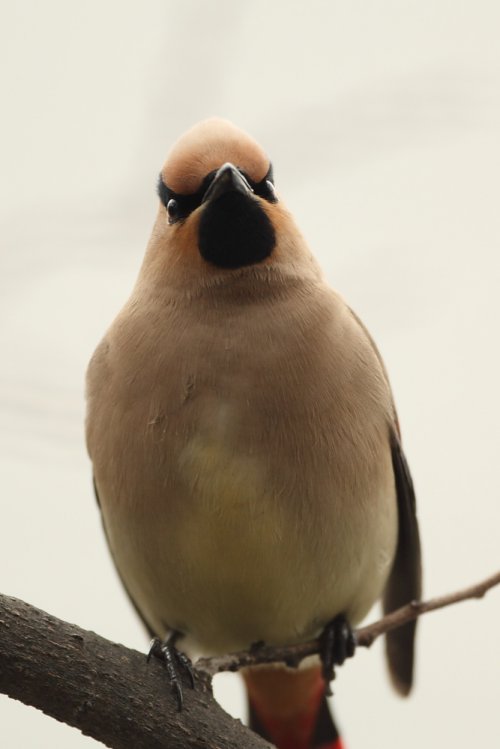 ヒレンジャク Japanese Waxwing