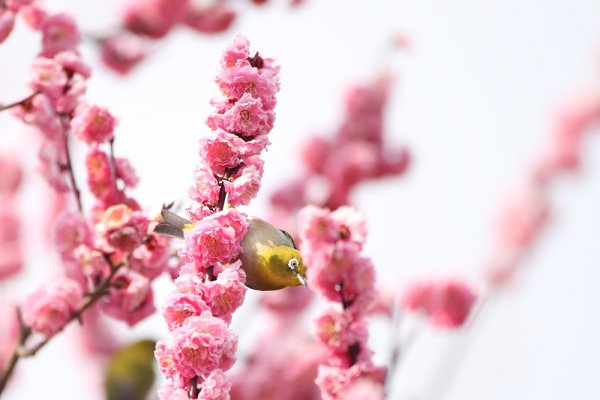 梅メジロ　Plum tree in Japanese White-eye