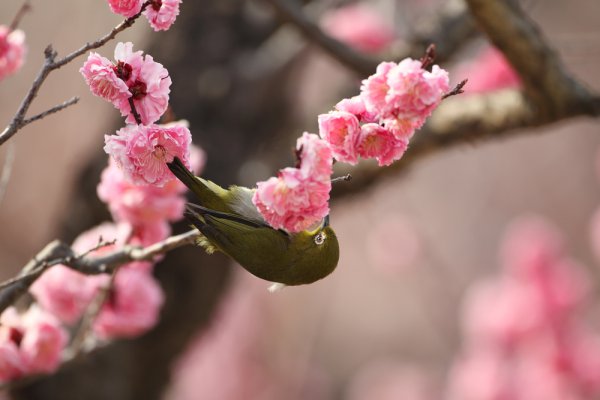 梅メジロ　Plum tree in Japanese White-eye