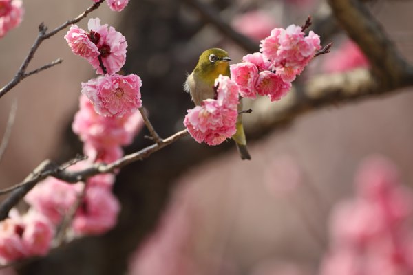 梅メジロ　Plum tree in Japanese White-eye