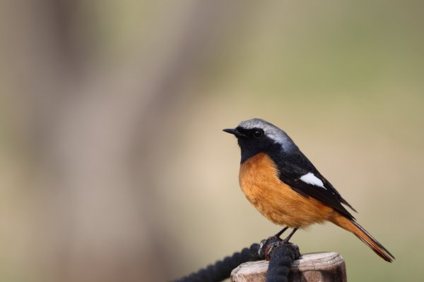 ジョウビタキ　Daurian Redstart