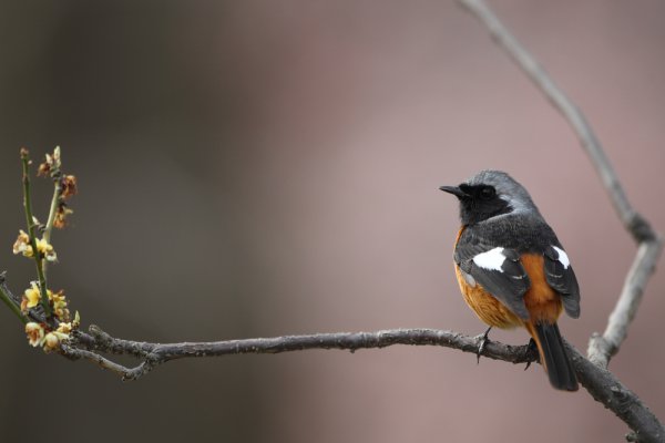 ジョウビタキ　Daurian Redstart