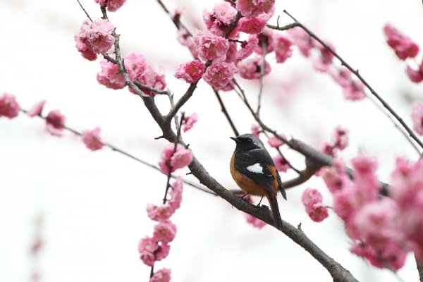 ジョウビタキ Plum tree in Daurian Redstart 