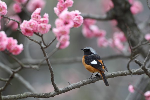 ジョウビタキ Plum tree in Daurian Redstart 