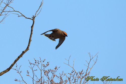 キレンジャク　Bohemian Waxwing