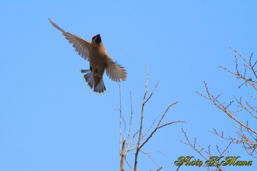 キレンジャク　Bohemian Waxwing