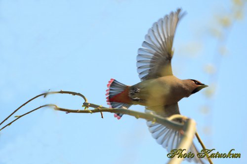 ヒレンジャク　Japanese Waxwing