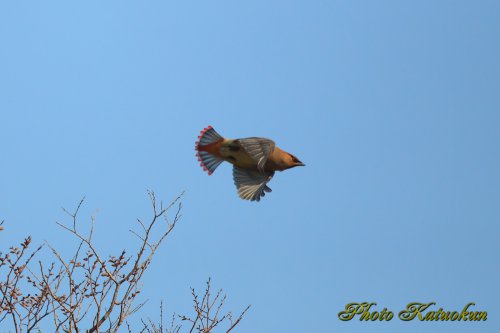 ヒレンジャク　Japanese Waxwing