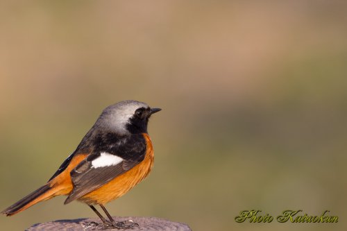 ジョウビタキ　Daurian Redstart　♂