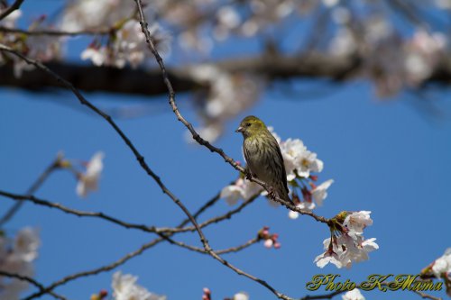 マヒワ　Carduelis spinus