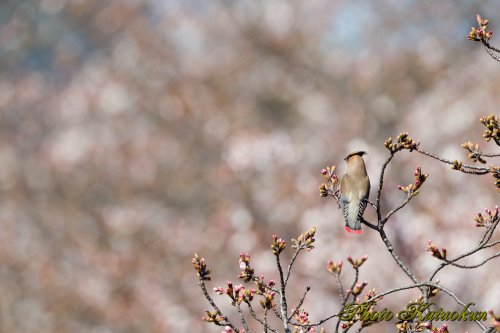 レンジャク　Waxwing