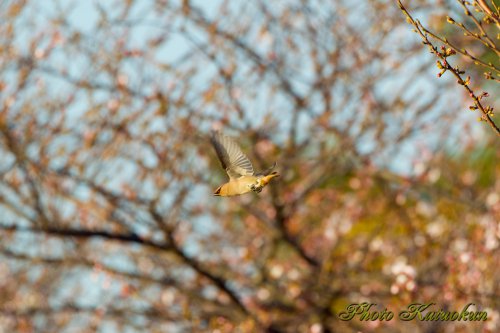 レンジャク　Waxwing