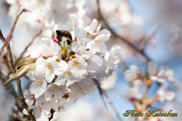 Tree Sparrow