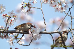 Tree Sparrow