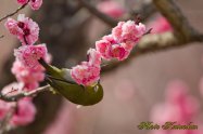 Plum tree  Japanese White-eye