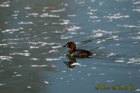 Cherry blossoms　Little grebe