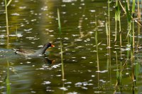 Cherry blossoms　Common Moorhen  EF500 F4L IS USM