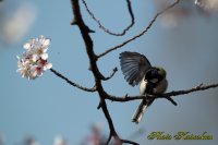 Cherry blossoms　Japanese Tit EF540