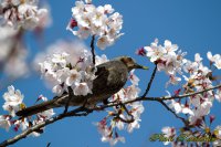 Cherry blossoms　Brown-eared Bulbul