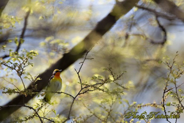 キビタキ　Narcissus Flycatcher EF540