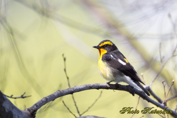 キビタキ　Narcissus Flycatcher