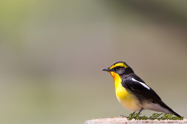 キビタキ　Narcissus Flycatcher